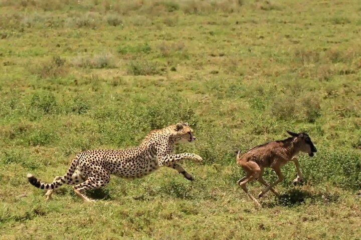 5 Day Ndutu Safari Calving and Predator Drama