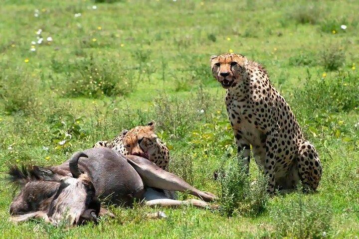 5 Day Ndutu Safari Calving and Predator Drama