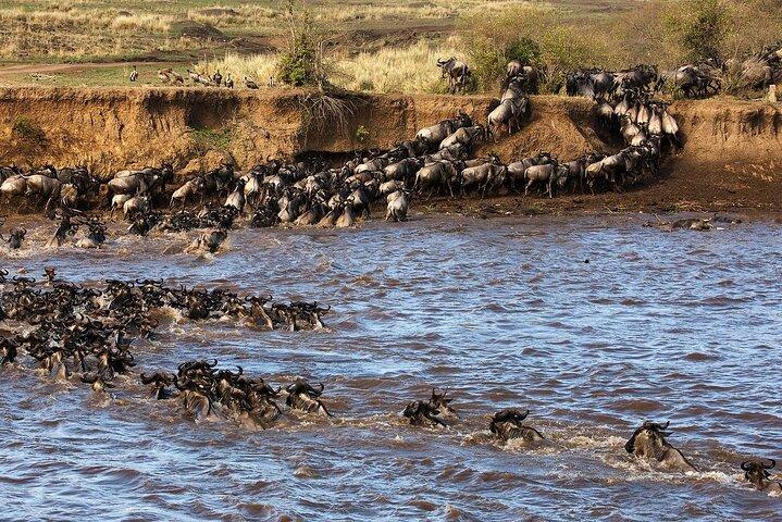 5 Day Ndutu Safari Calving and Predator Drama