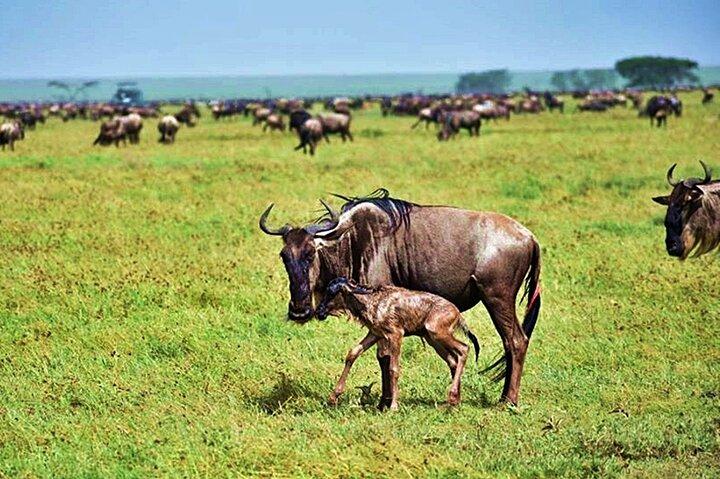 5 Day Fly In Safari Serengeti Migration