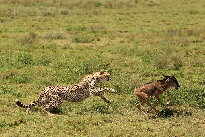 4 Day Fly In Ndutu Plains For The Migration's New Beginnings