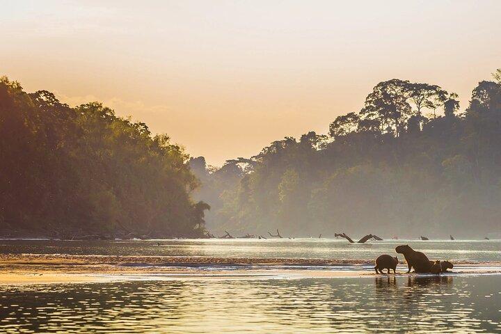 Manu National Park Tour 4 Days/3 Nights