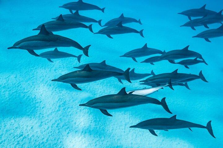 Shaab Samadai, Snorkeling Adventure & Coral Reef at Marsa Alam