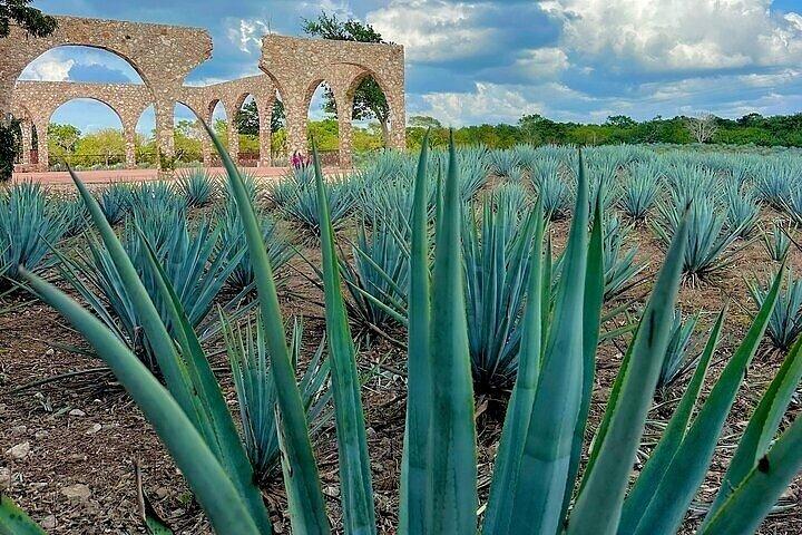 Chichen Itza, Cenote, Tequila and Valladolid Tour from Cancun