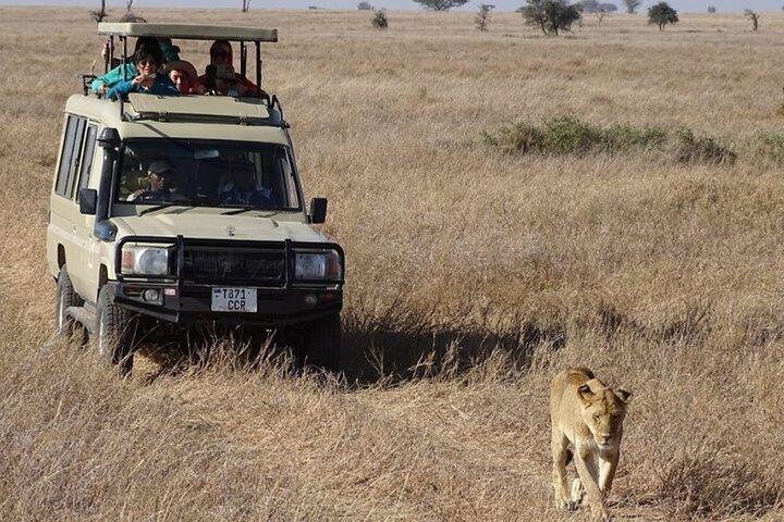 3 Days Small Group Safari to Maasai Mara with Foreign Languages