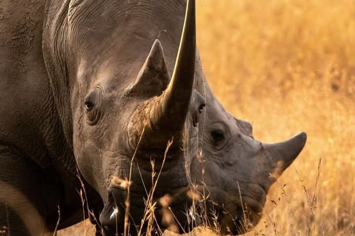 6 Days Magical Kenya Urban and Bush Safari Experience