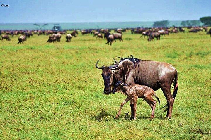 5 Days Migration Safari Adventure in Tanzania