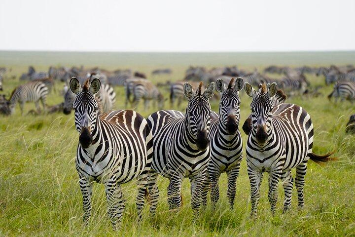 3 Days Tarangire Ngorongoro Crater and Manyara