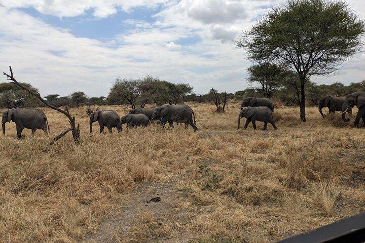7-Day Big Five & Great Migration: Classic Safari Tanzania.