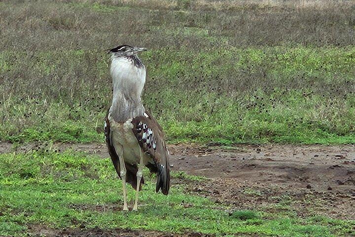 13 Day Ultimate Tanzania Safari