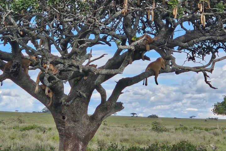 13 Day Ultimate Tanzania Safari