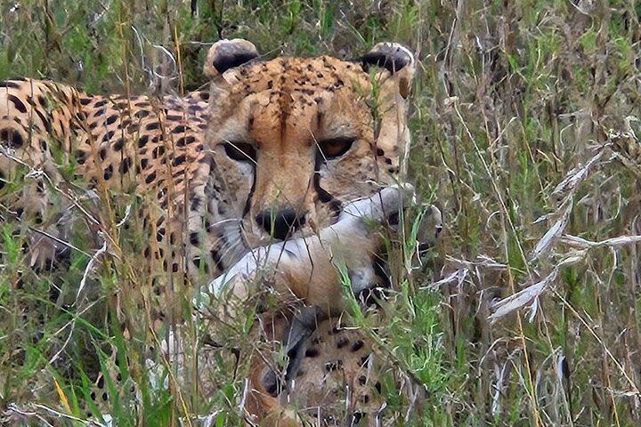 13 Day Ultimate Tanzania Safari
