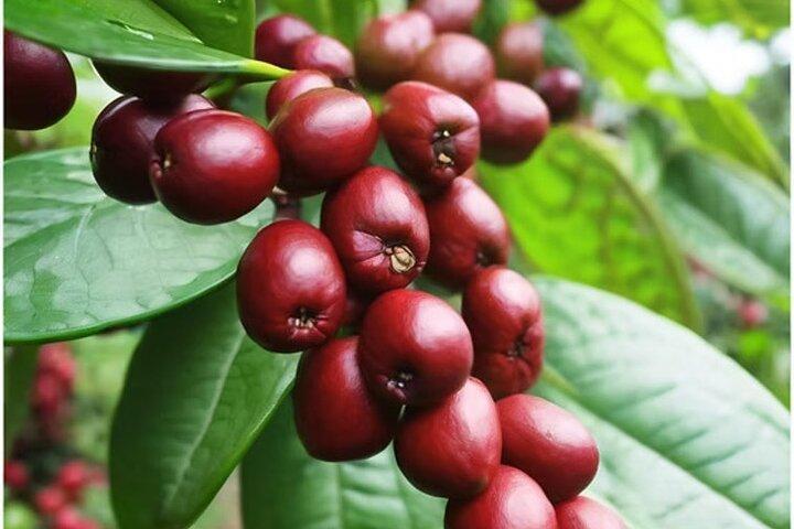 Big Island Epic Coffee Tour at Ohana Ranch