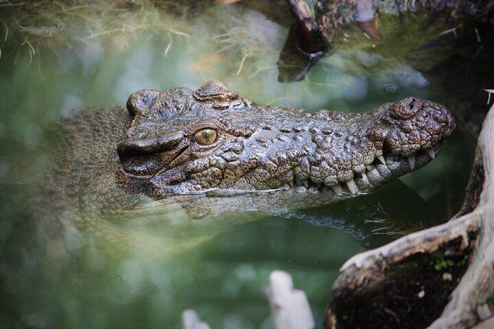 Cairns: Daintree & Cape Tribulation 2-Day Tour with Options