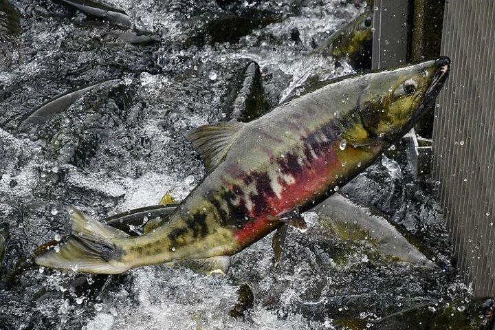 Juneau Private Sightseeing and Hatchery with a Local (Luxury SUV)