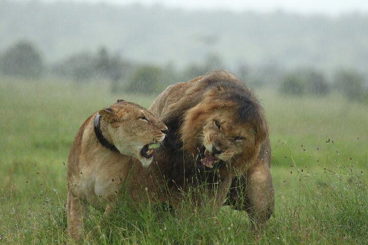 3 Days Masai Mara Luxury package