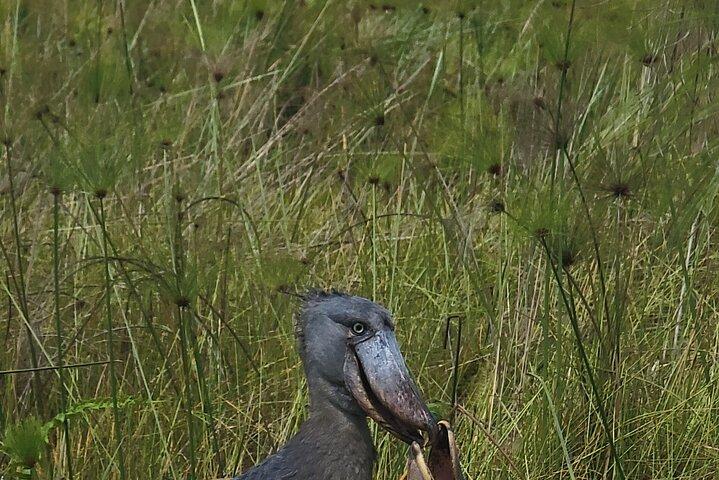 Shoebill Tours and Bird Watching at Mabamba Swamp Uganda