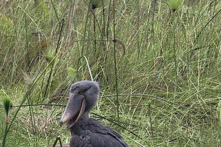 Shoebill Tours and Bird Watching at Mabamba Swamp Uganda