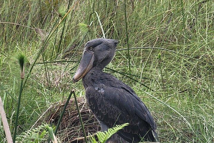 Shoebill Tours and Bird Watching at Mabamba Swamp Uganda