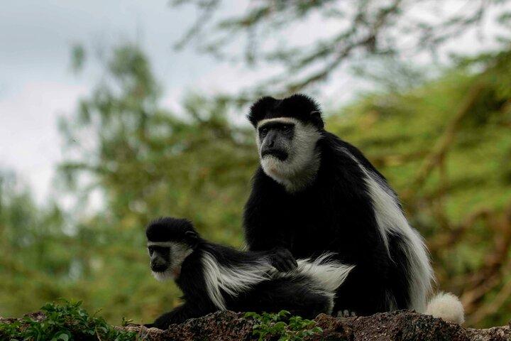 3 Days Masai Mara Luxury package
