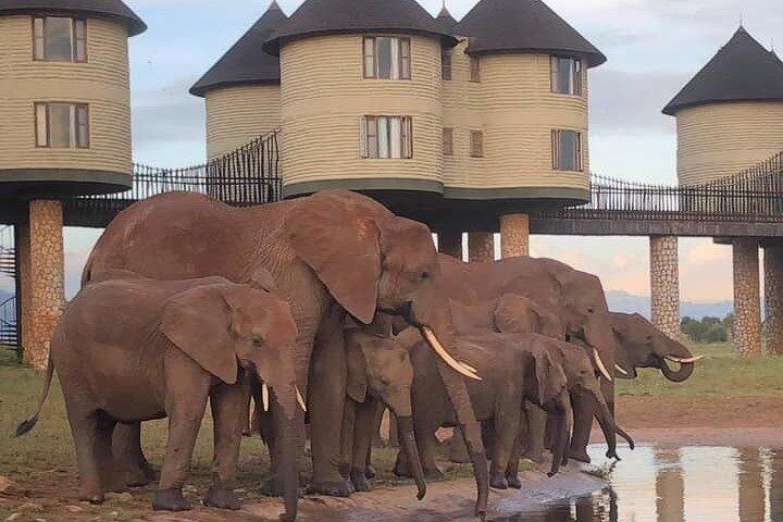 3 Days 2 Nights Safari to Saltlick Lodge from Nairobi