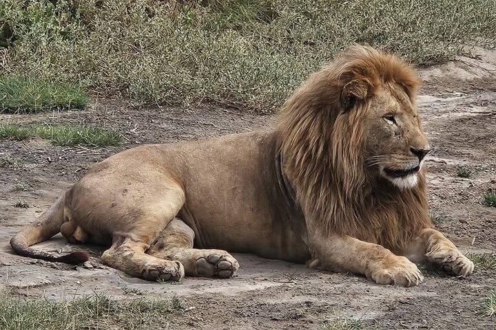6 Days Luxury Safari Through Iconic Parks in Northern Tanzania