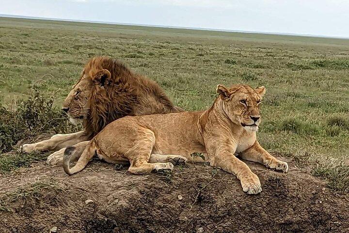8 Day Mid Range Safari From Forests to the Migration Front