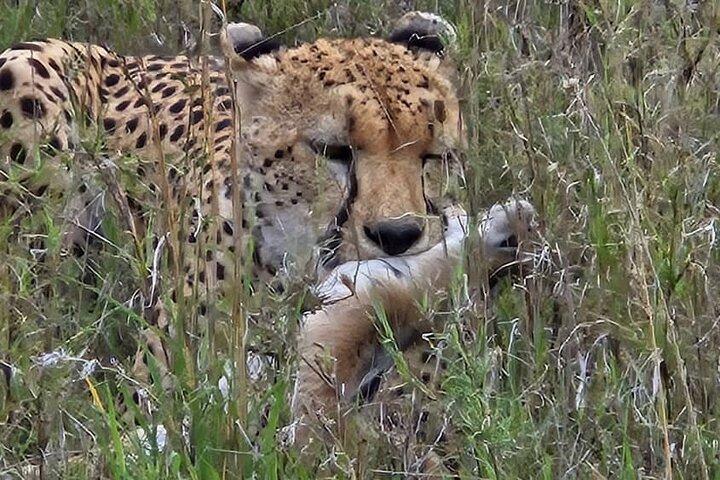 8 Day Mid Range Safari From Forests to the Migration Front