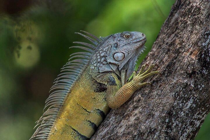 Gatun lake wildlife expedition and Miraflores locks private tour