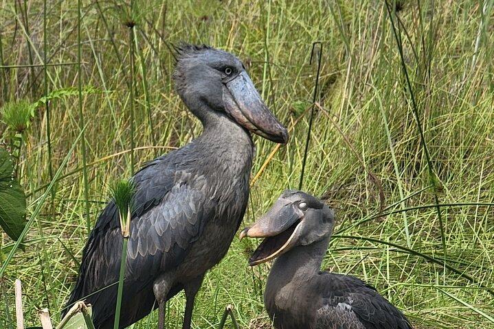 Daily Shoebill Tours