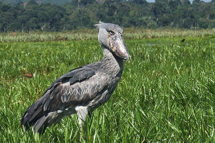 Daily Shoebill Tours