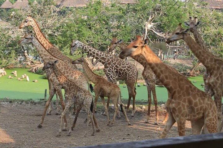 Lake Nakuru Tour With Optional Boat Ride at Lake Naivasha