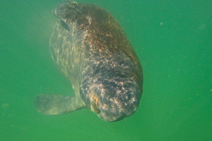 2 Hour Clear Kayak Mangrove Tunnel Eco Tour in Sarasota