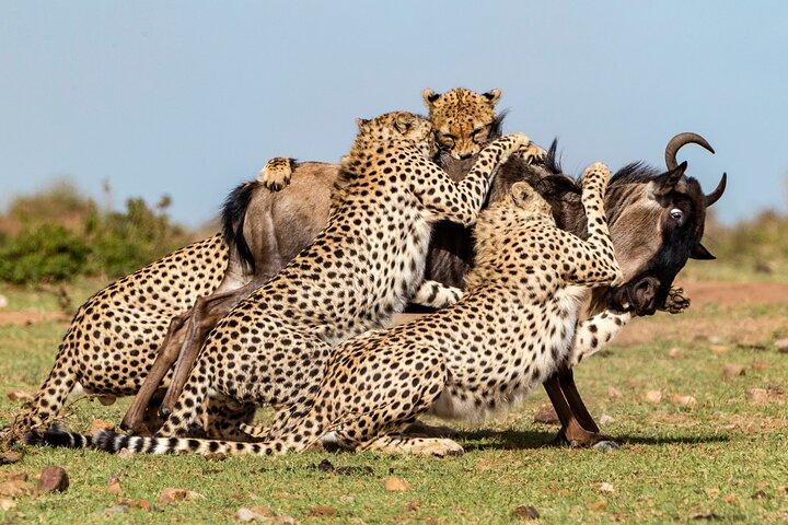 11 Day Big 5 Safari of Kenya and Tanzania
