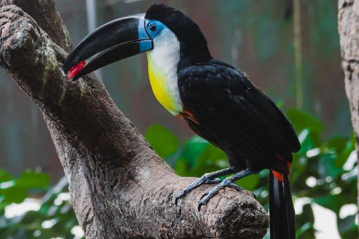 Green Planet Dubai – The Indoor Rainforest & Wildlife Dome