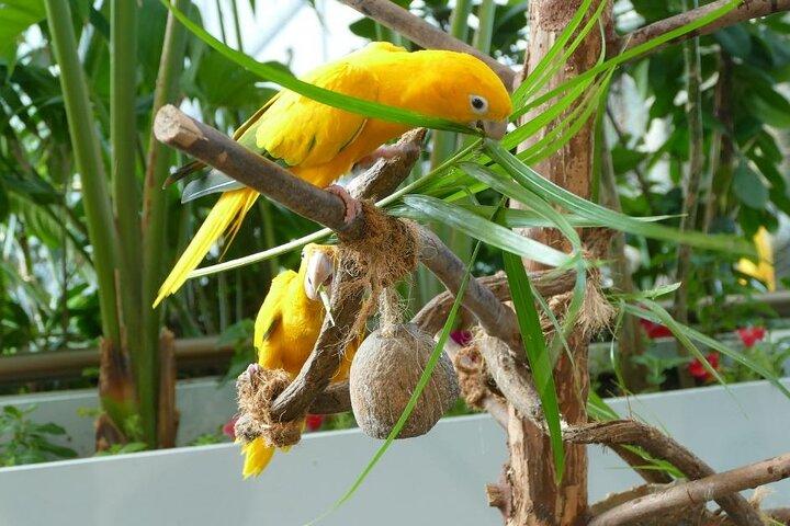 Green Planet Dubai – The Indoor Rainforest & Wildlife Dome