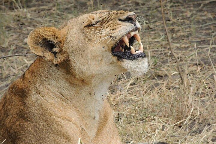 2-Day Tarangire & Ngorongoro Crater Big Five Safari