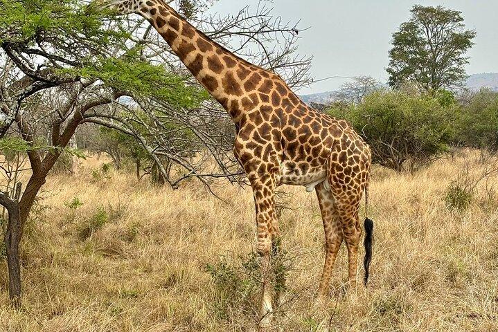 3 Day luxury Murchison Falls and Ziwa Rhino Safari