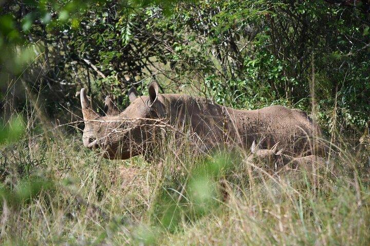 3 Day luxury Murchison Falls and Ziwa Rhino Safari