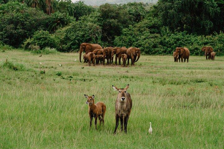 3 Day luxury Murchison Falls and Ziwa Rhino Safari