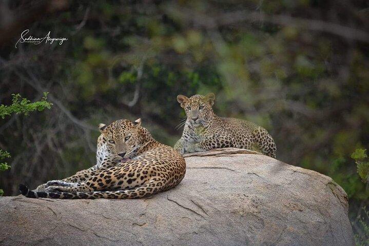 Leopard Safari in Yala National Park(Full Day/Half A Day)