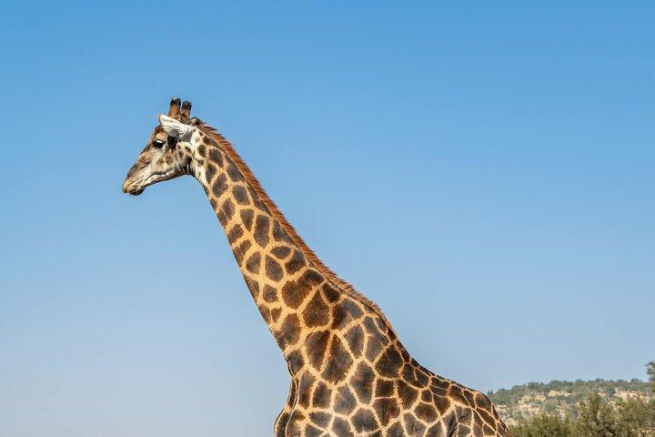 3 Day - Big Five Group safari to Serengeti & Ngorongoro Crater