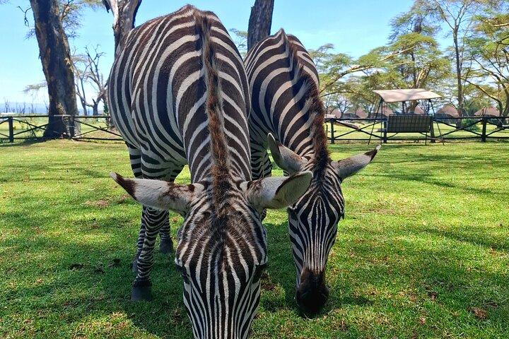 Lake Nakuru National Park Day Tour Via Lake Naivasha
