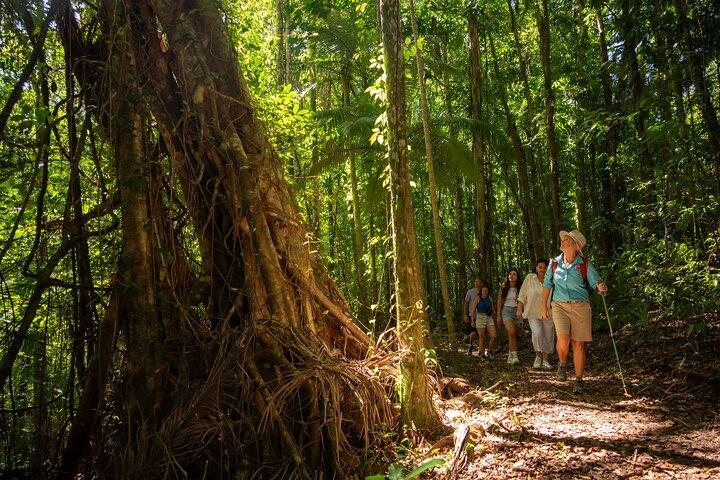 Airlie Waterfalls & Rainforest Bushwalk Eco Adventure