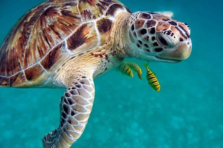 Khao Lak Highlights with Temple, Turtles & Elephants
