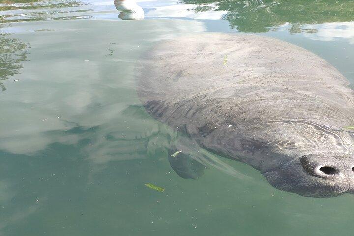 Silver Springs Manatee Kayak, Glass Boat Small Group Max 14 Tour