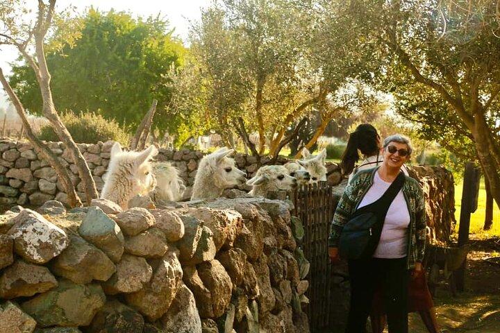 Santiago: Viña del Mar, Valparaiso, with Casablanca Wine Tasting