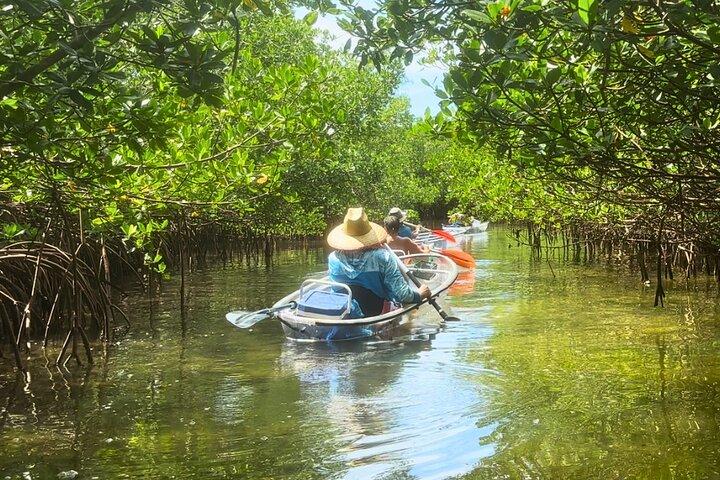 2 Hour Clear Kayak Mangrove Tunnel Eco Tour in Sarasota