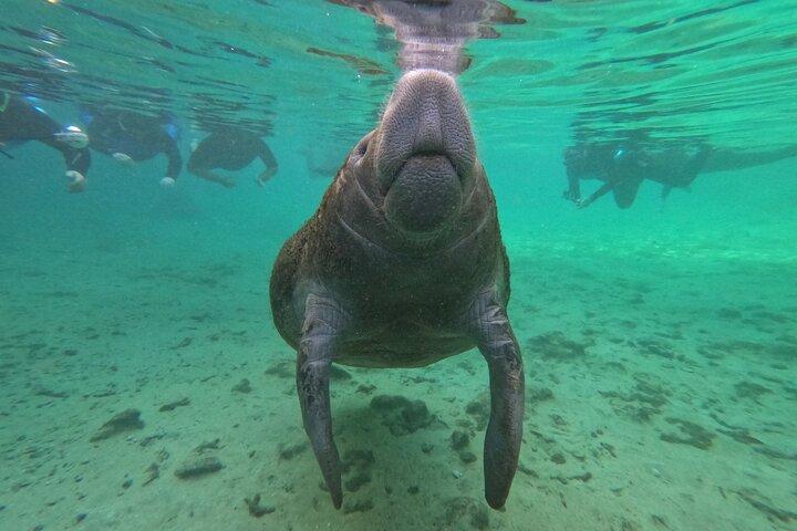 All-inclusive 6-person Manatee Swim Tour with Free Photos
