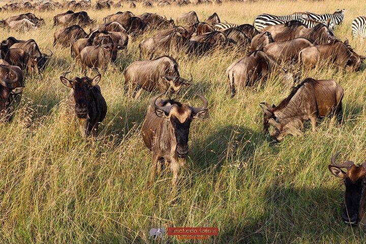 3 Day Masai Mara Daily Budget Safaris on 4x4 with No Park Fees